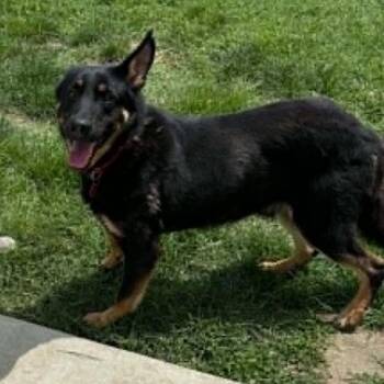 Koa -  German Shepherd Dog Dog for Adoption in Wichita, Kansas - Koa | PetCurious