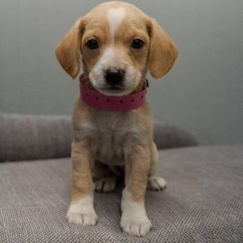 Zoey -  Chihuahua and Mixed Breed Dog for Adoption in Pawling, New York - Zoey | PetCurious