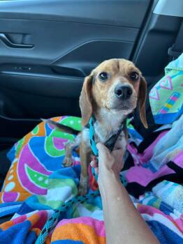 Snoop -  Beagle Dog for Adoption in Cary, North Carolina - Snoop | PetCurious