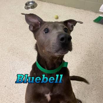 Bluebell -  Terrier Dog for Adoption in Muncie, Indiana - Bluebell | PetCurious