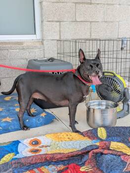 Rescue Mixed Breed Dogs for Adoption in Huntsville, Alabama - Nina | PetCurious