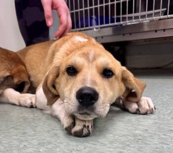 Rescue Mixed Breed Dogs for Adoption in Danielsville, Georgia - Chase | PetCurious