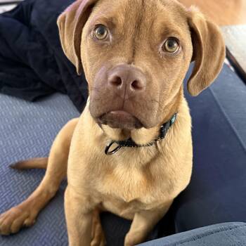 Yellow Labrador Retriever and Mastiff Dogs Available for Adoption - Chamberlain  | PetCurious