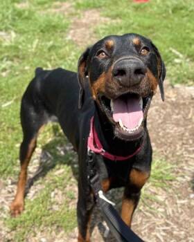Hades -  Mixed Breed Dog for Adoption in Fairfax, Virginia - Hades | PetCurious