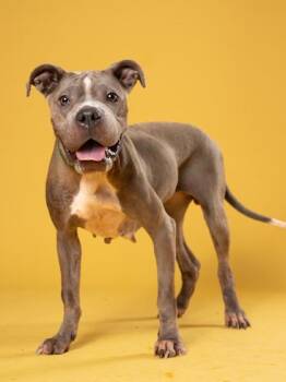 Scully -  Pit Bull Terrier and Shar Pei Dog for Adoption in Atlanta, Georgia - Scully | PetCurious