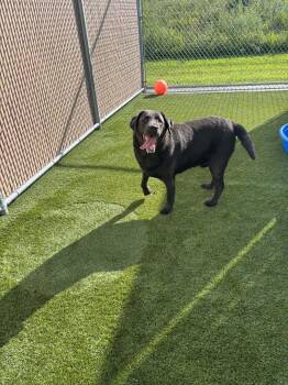 Beau -  Labrador Retriever Dog for Adoption in Liberty, Missouri - Beau | PetCurious