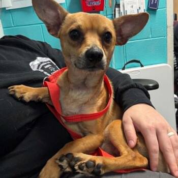 Marcus -  Chihuahua and Dachshund Dog Available for Adoption in Shinnston, West Virginia - Marcus | PetCurious