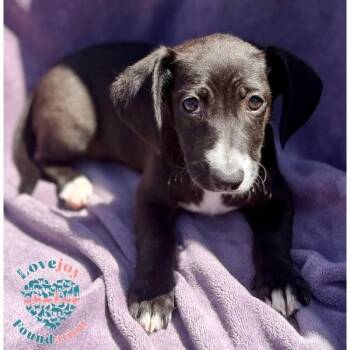 Shirley Pups -  Hound Dog for Adoption in Inglewood, California - Shirley Pups | PetCurious