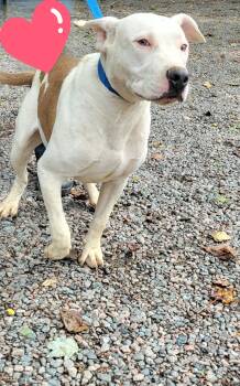 Rescue American Staffordshire Terrier Dogs for Adoption in Mountain City, Tennessee - Junior | PetCurious