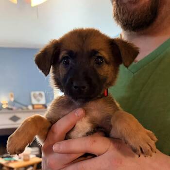 Shepherd Dogs Available for Adoption - Aayla | PetCurious