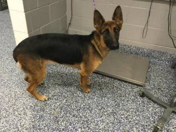 A1935655 -  German Shepherd Dog Dog for Adoption in Thousand Palms, California - A1935655 | PetCurious