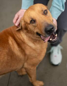 Clifford -  Black Mouth Cur and Hound Dog for Adoption in Stratham, New Hampshire - Clifford | PetCurious