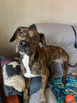 Pit Bull Terrier Dogs Available for Adoption - Sugar | PetCurious