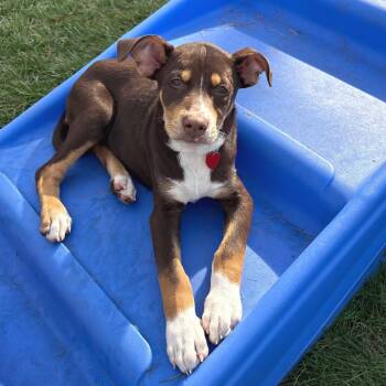 Tanjiro -  Mixed Breed Dog for Adoption in Wheeling, Illinois - Tanjiro | PetCurious