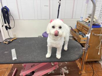 Maltese Dogs Available for Adoption in Houston, Texas - Lola | PetCurious