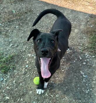 Rescue Rhodesian Ridgeback and Border Collie Dogs for Adoption in Logan, Utah - Hookfang | PetCurious