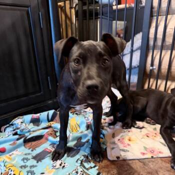 Xara -  Pit Bull Terrier and Black Labrador Retriever Dog for Adoption in Northville, Michigan - Xara | PetCurious