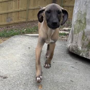 Black Mouth Cur and Mixed Breed Dogs Available for Adoption - Brie (FKA Miley) | PetCurious