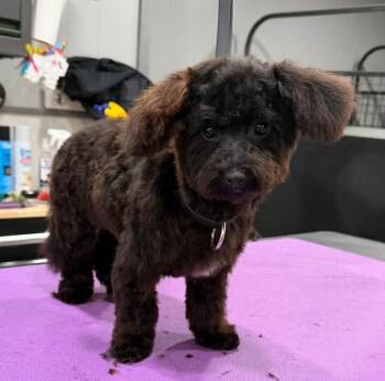 Peanut -  Poodle Dog for Adoption in Rockford, Illinois - Peanut | PetCurious