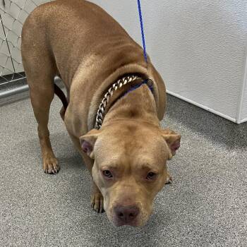 Pit Bull Terrier and Mixed Breed Dogs Available for Adoption in Matteson, Illinois - Pancake | PetCurious