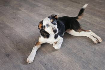Collie Dogs Available for Adoption in Holbrook, New York - BEAUTY | PetCurious