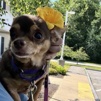 Pip -  Chihuahua Dog for Adoption in Bedford, New Hampshire - Pip | PetCurious