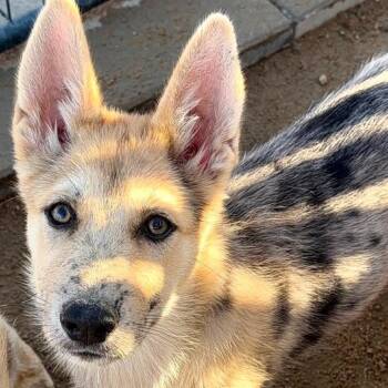 Gabbana -  Shepherd and Catahoula Leopard Dog Dog for Adoption in Bellingham, Washington - Gabbana | PetCurious