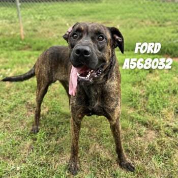 Mastiff Dogs Available for Adoption - FORD | PetCurious