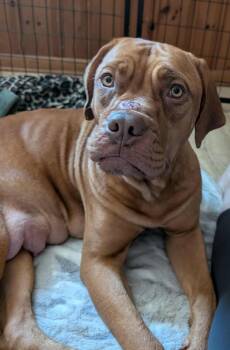 Rescue Dogue De Bordeaux Dogs for Adoption in Toledo, Ohio - Zara | PetCurious