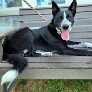 SMOKEY JOE -  Border Collie and Mixed Breed Dog for Adoption in Long Beach, California - SMOKEY JOE | PetCurious