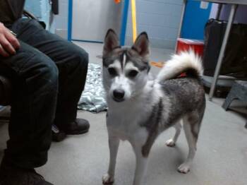 BULMA -  American Eskimo Dog and Mixed Breed Dog for Adoption in Albuquerque, New Mexico - BULMA | PetCurious