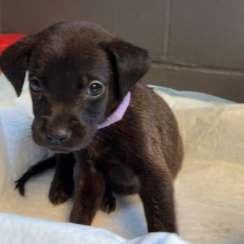 Lemon -  Labrador Retriever and Mixed Breed Dog for Adoption in Tuscaloosa, Alabama - Lemon | PetCurious