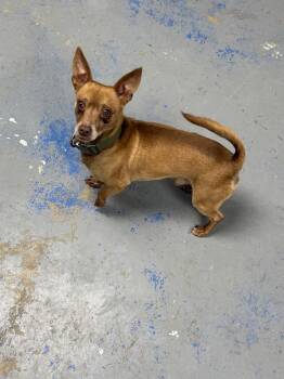 Chihuahua and Dachshund Dogs Available for Adoption - Rocco | PetCurious