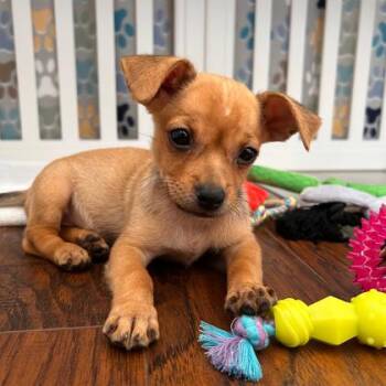 Avril -  Terrier and Mixed Breed Dog for Adoption in Honolulu, Hawaii - Avril | PetCurious