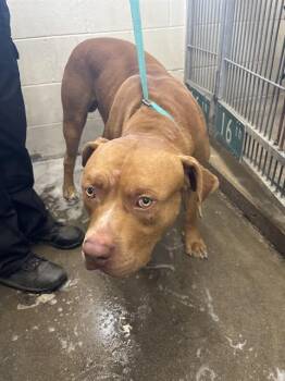 EZLO -  Pit Bull Terrier Dog for Adoption in San Bernardino, California - EZLO | PetCurious
