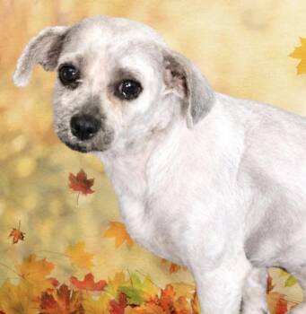 Swiffer -  Miniature Poodle and Shih Poo Dog for Adoption in Westfield, New York - Swiffer | PetCurious