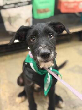 Jupiter-One of our Amazing Rescue Dogs -  Border Terrier and Labrador Retriever Dog for Adoption in Carlsbad, California - Jupiter-One Of Our Amazing Rescue Dogs | PetCurious