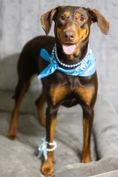 Lizzy -  Doberman Pinscher Dog for Adoption in Pearland, Texas - Lizzy | PetCurious