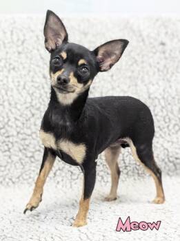 Meow -  Chihuahua and Mixed Breed Dog for Adoption in Mason, Michigan - Meow | PetCurious