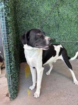 61685813 -  Pit Bull Terrier and Mixed Breed Dog for Adoption in El Paso, Texas - 61685813 | PetCurious
