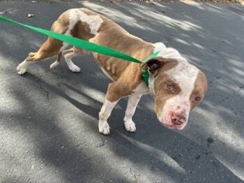 Rescue Mixed Breed Dogs for Adoption in West Chester, Pennsylvania - Chance | PetCurious