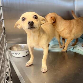 Mini 26-09-027 -  Chihuahua Dog for Adoption in Bastrop, Texas - Mini 26-09-027 | PetCurious