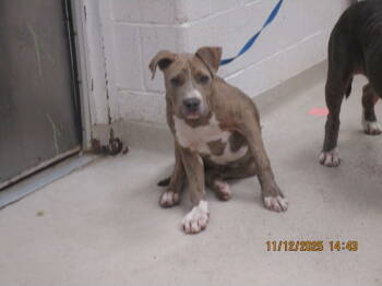 Rescue Pit Bull Terrier Dogs for Adoption in Marietta, Georgia - Lazlo(26) | PetCurious