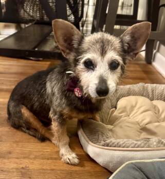 Rescue Terrier Dogs for Adoption in Hillsborough, North Carolina - Poppy | PetCurious