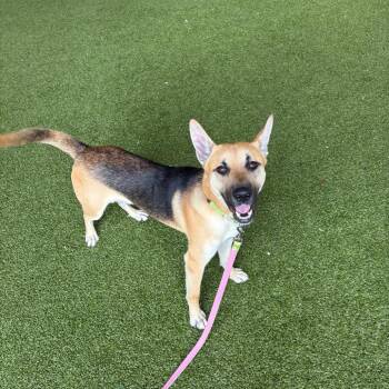 Shepherd and Mixed Breed Dogs Available for Adoption in West Palm Beach, Florida - Douglas | PetCurious