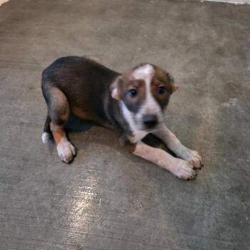 Molder -  Basenji and Mixed Breed Dog for Adoption in Wappingers Falls, New York - Molder | PetCurious