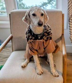 Goldendoodle Dogs Available for Adoption - Bella | PetCurious