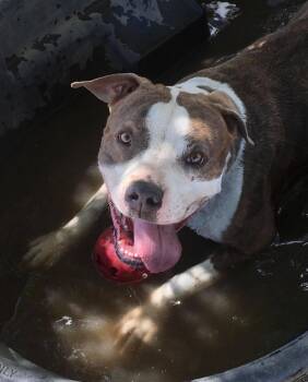 Pit Bull Terrier Dogs Available for Adoption - Dorothy  | PetCurious