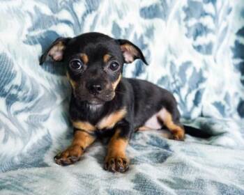 Salsa -  Pug and Mixed Breed Dog for Adoption in San Antonio, Texas - Salsa | PetCurious