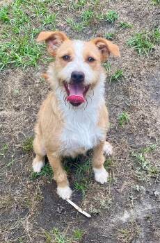 Pretzel -  Golden Retriever Dog for Adoption in Blountstown, Florida - Pretzel | PetCurious